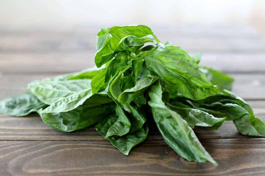 Fresh Basil