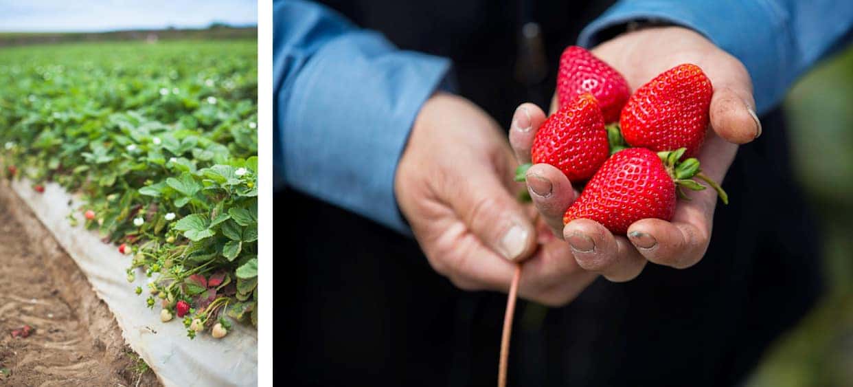 Strawberry Farm