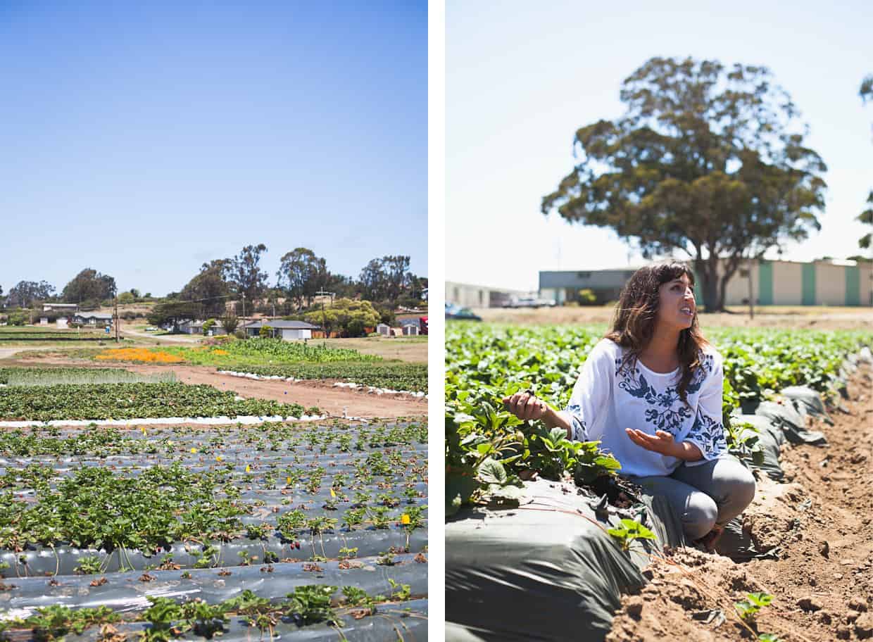 CA Strawberry Farm