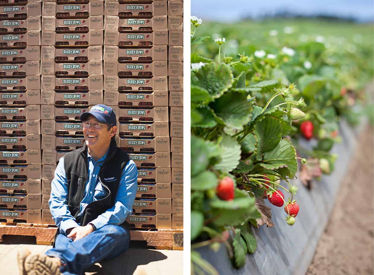 Strawberry Farmer