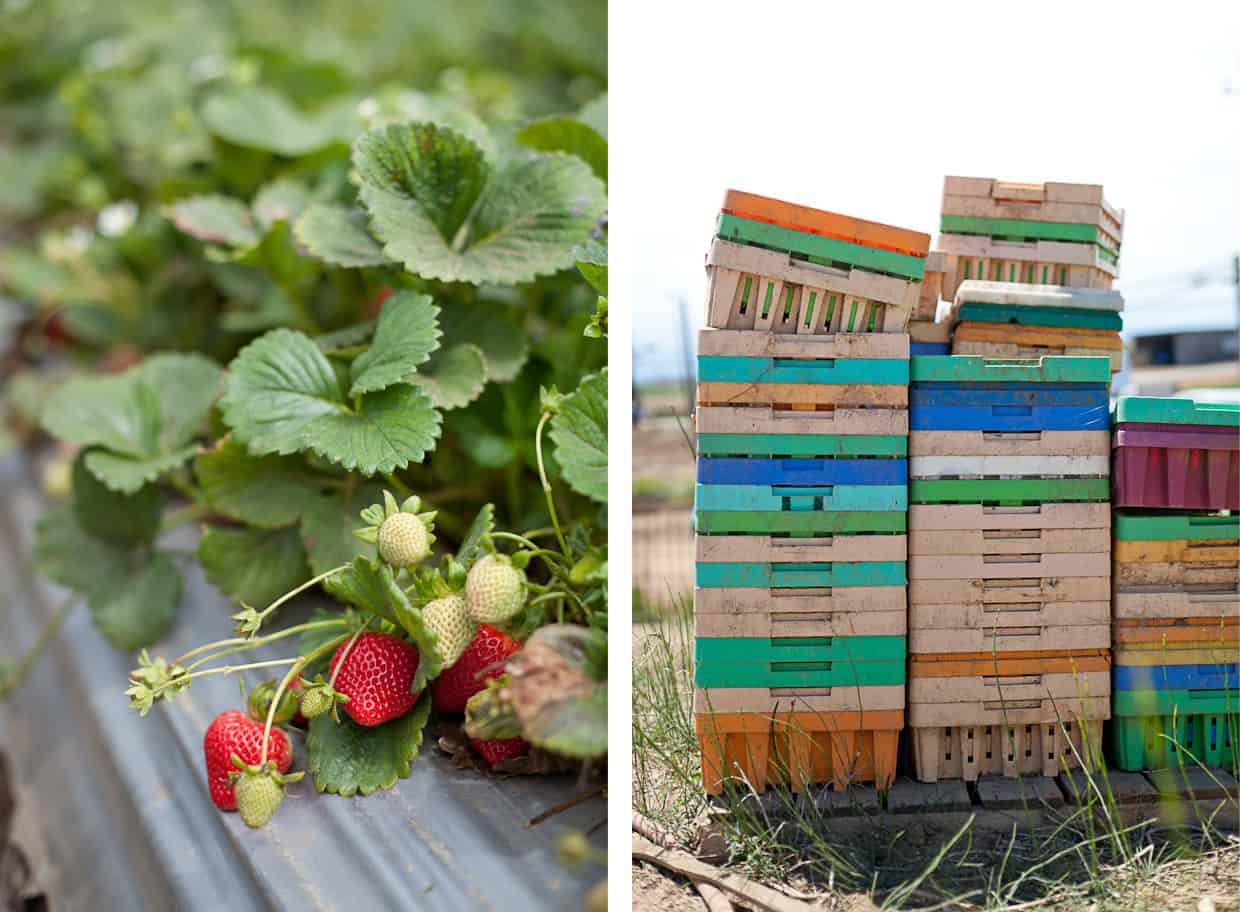 California Strawberry Farm