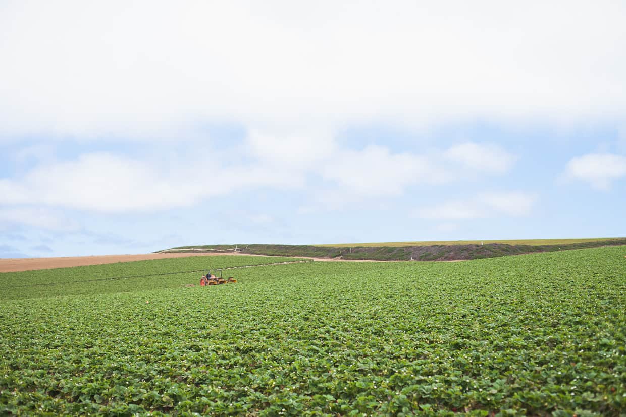 Strawberry Field