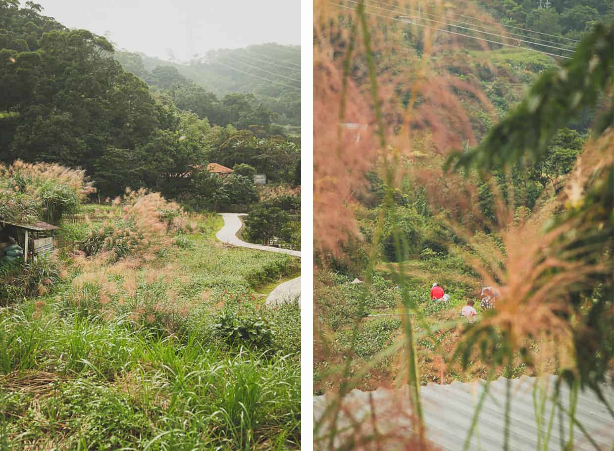 Taipei Tea Gardens Working