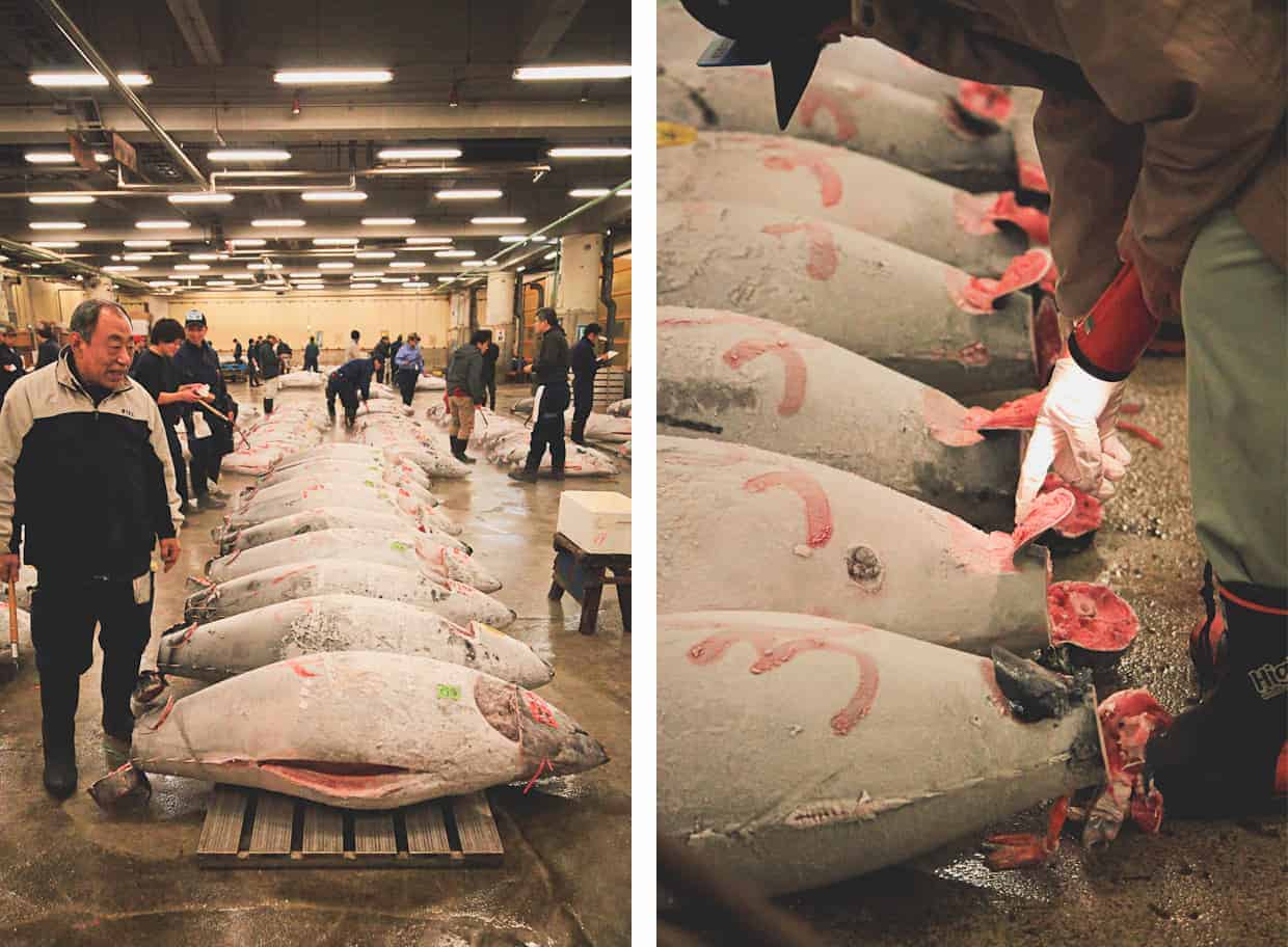 Tsukiji Tuna Auction