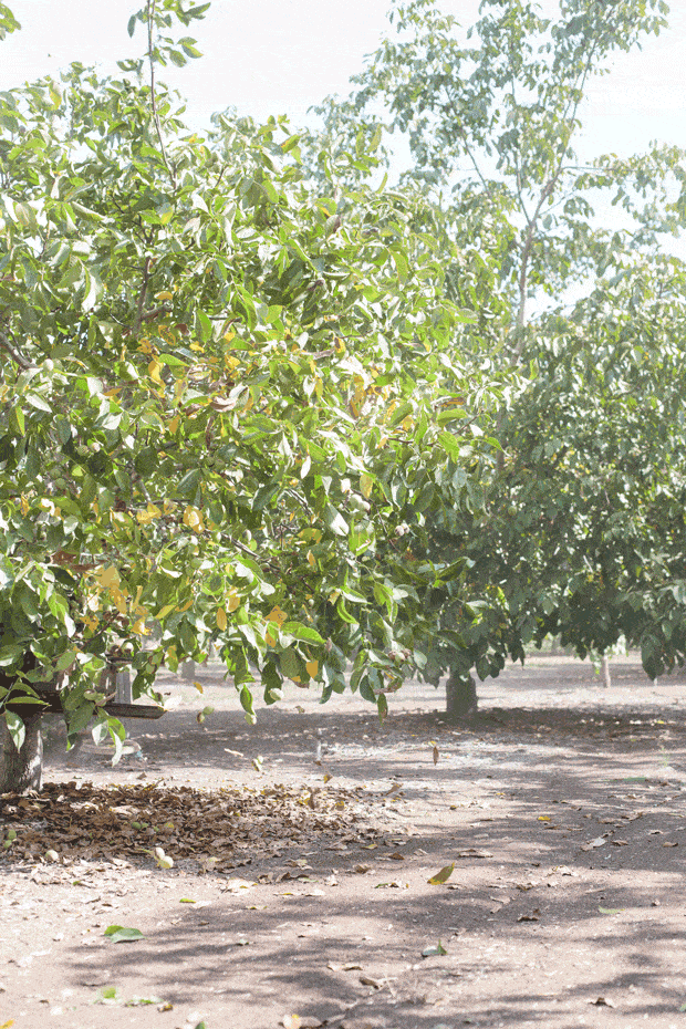 Walnut Harvest Tree Shake