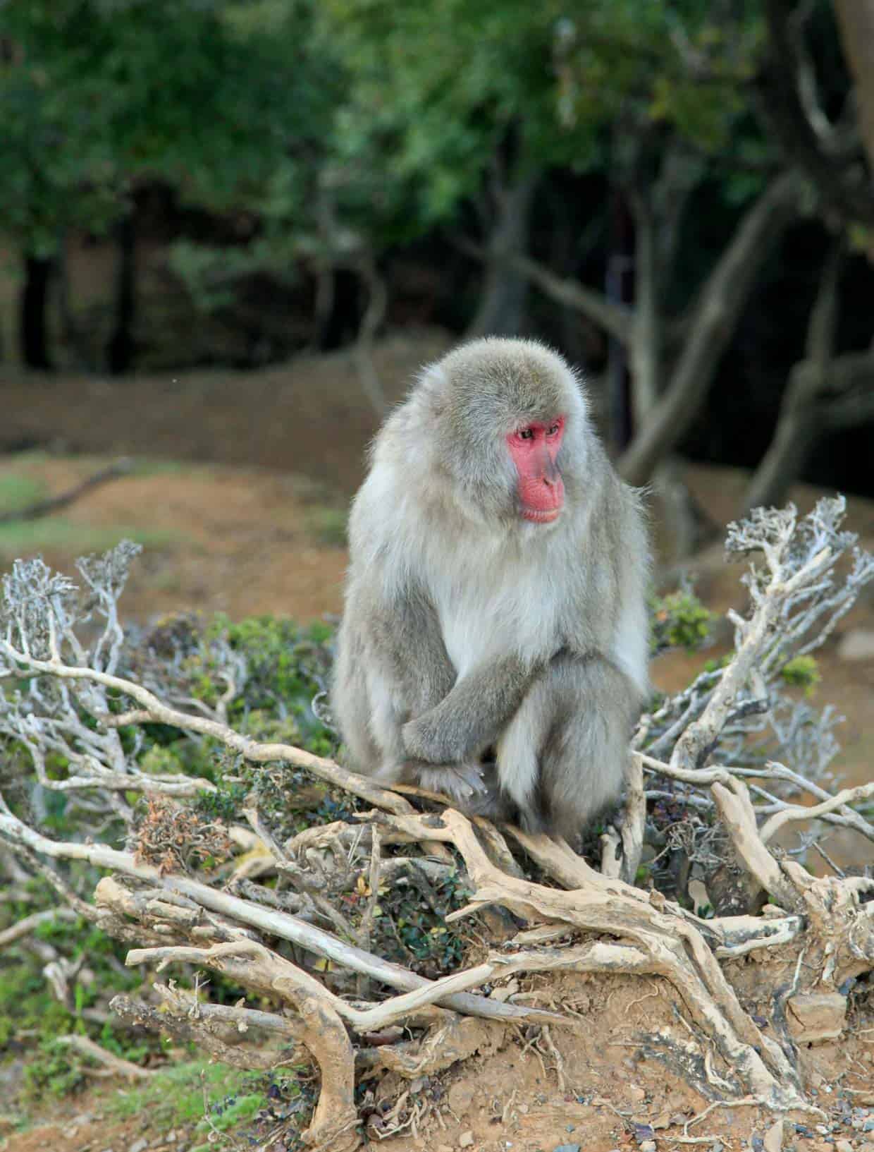 Iwatayama Monkey Park