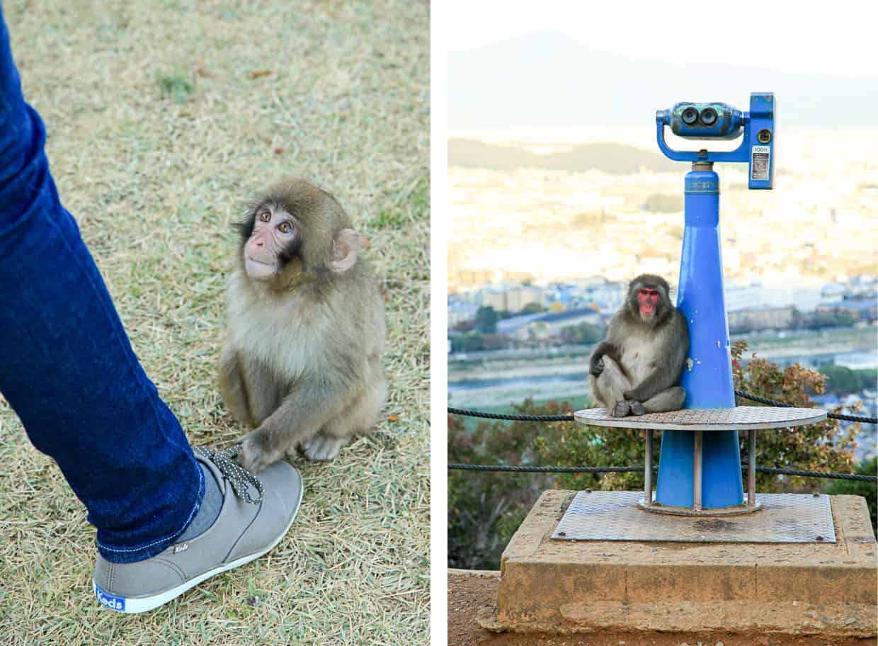 Iwatayama Monkey Park