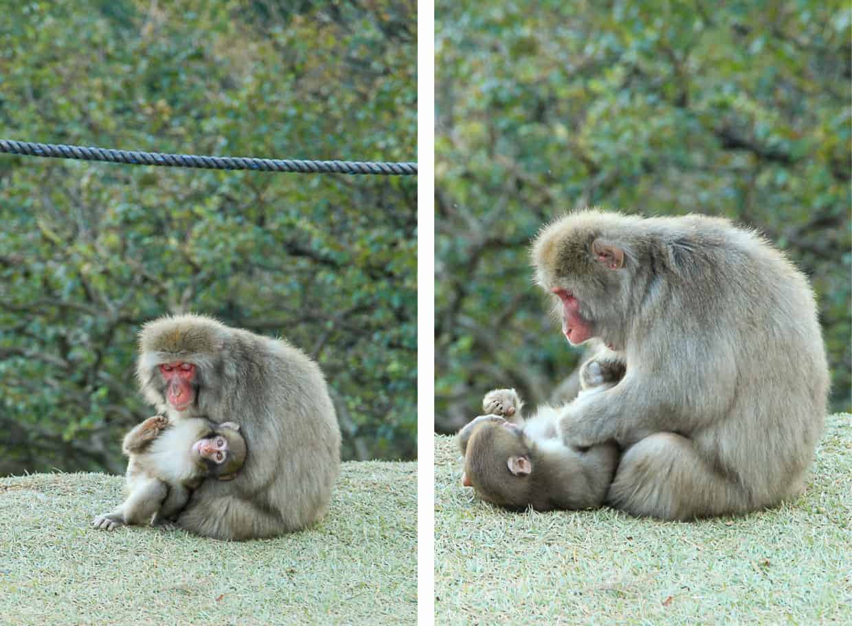 Iwatayama Monkey Park