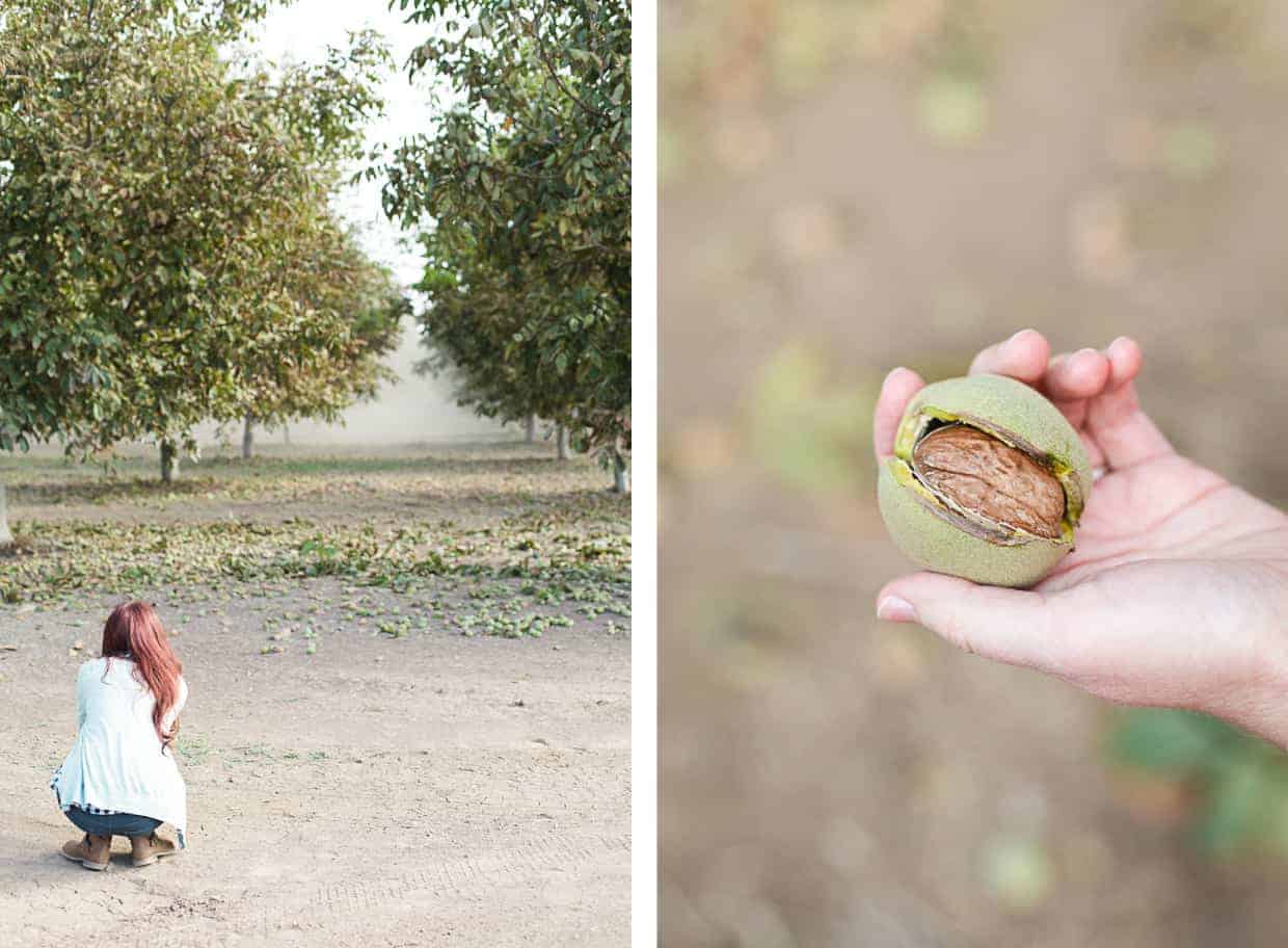 Walnut Harvest Orchard