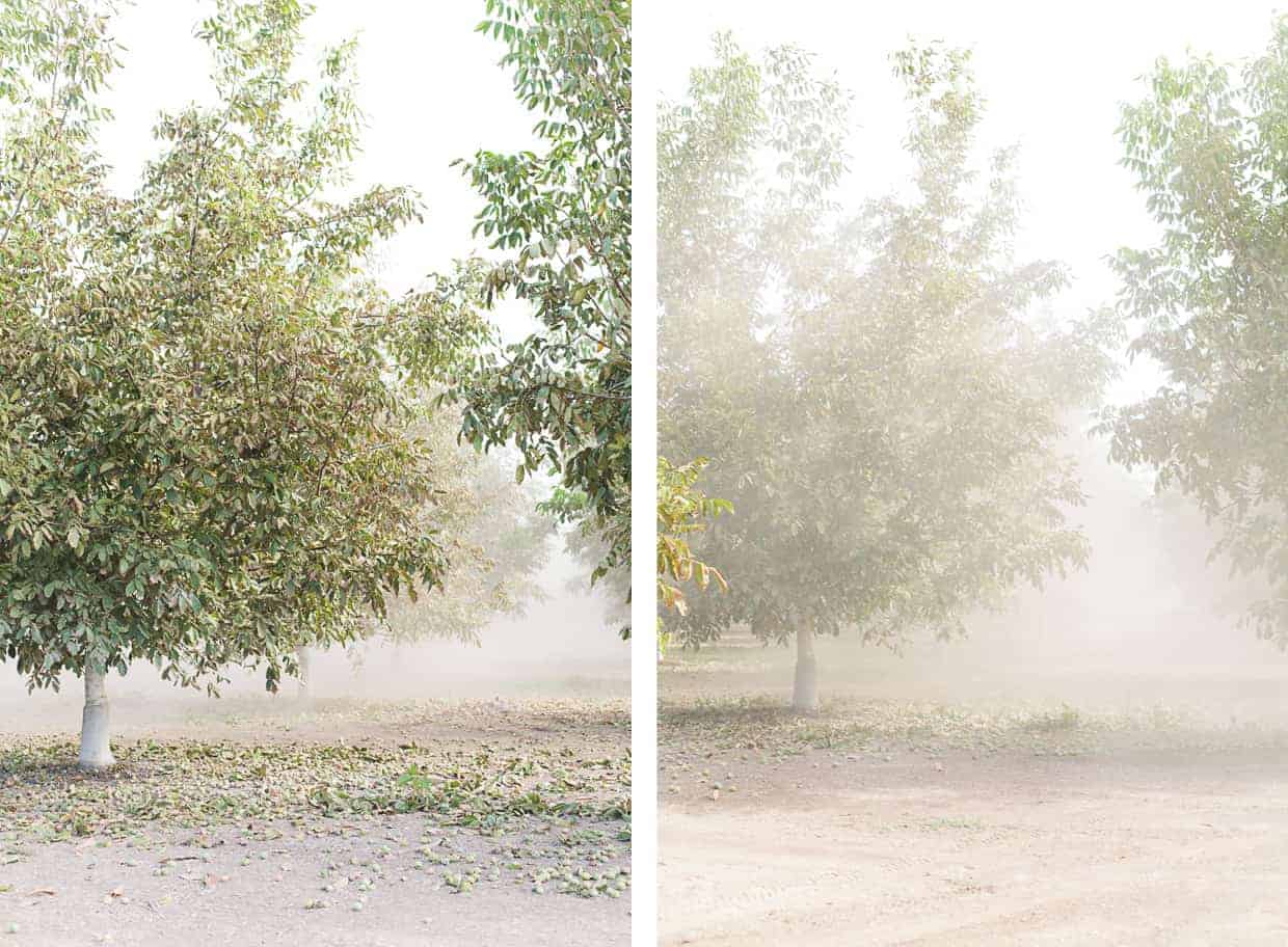 Walnut Harvest Sweep