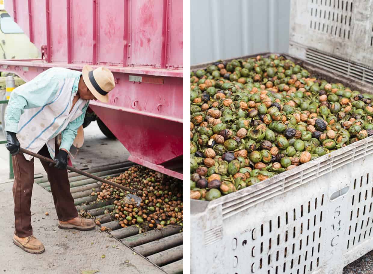 Walnut Truck