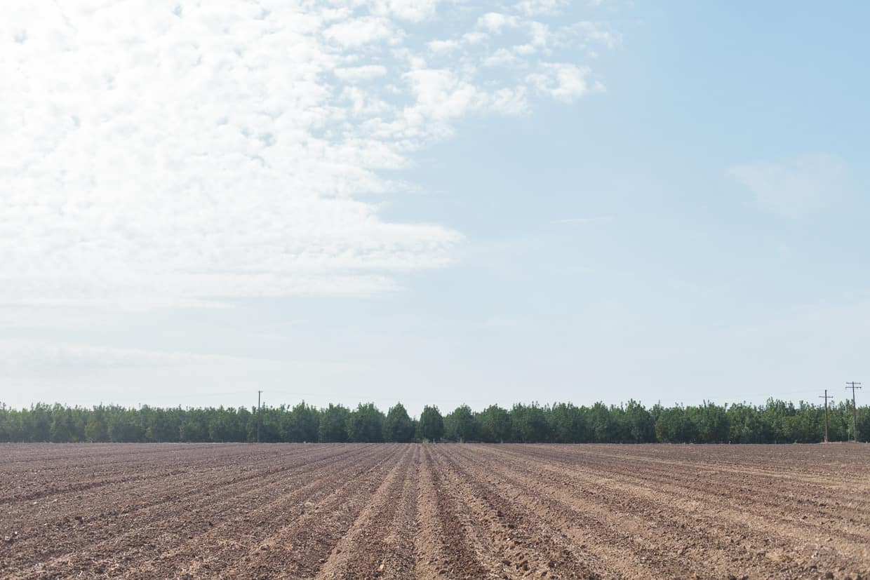 Walnut Orchard