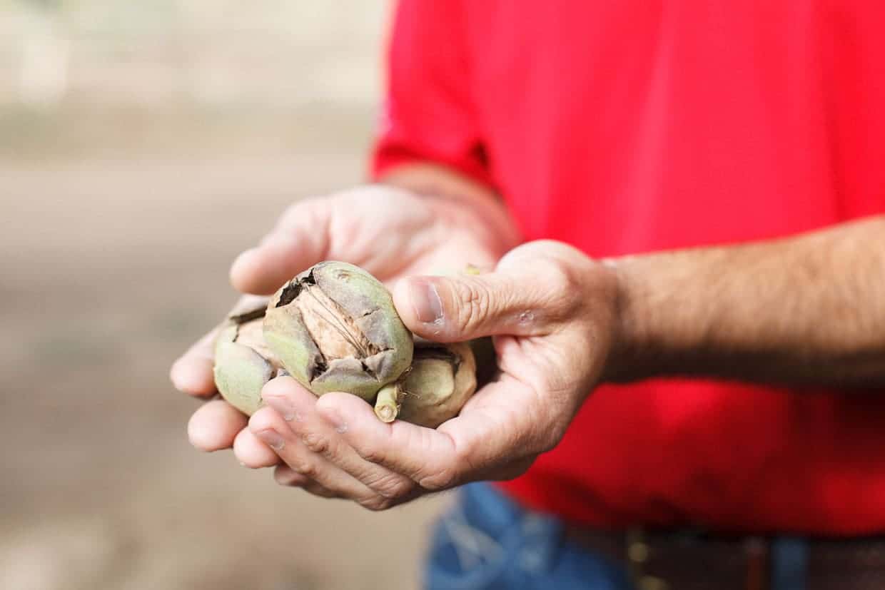 Walnut Hands