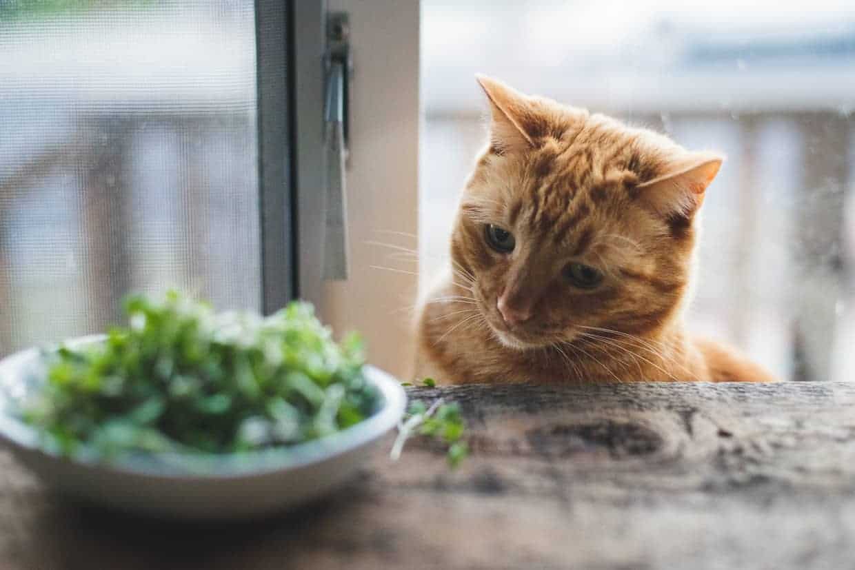 Cat Eats Arugula