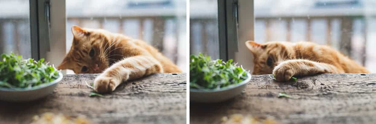 Cat Eats Arugula