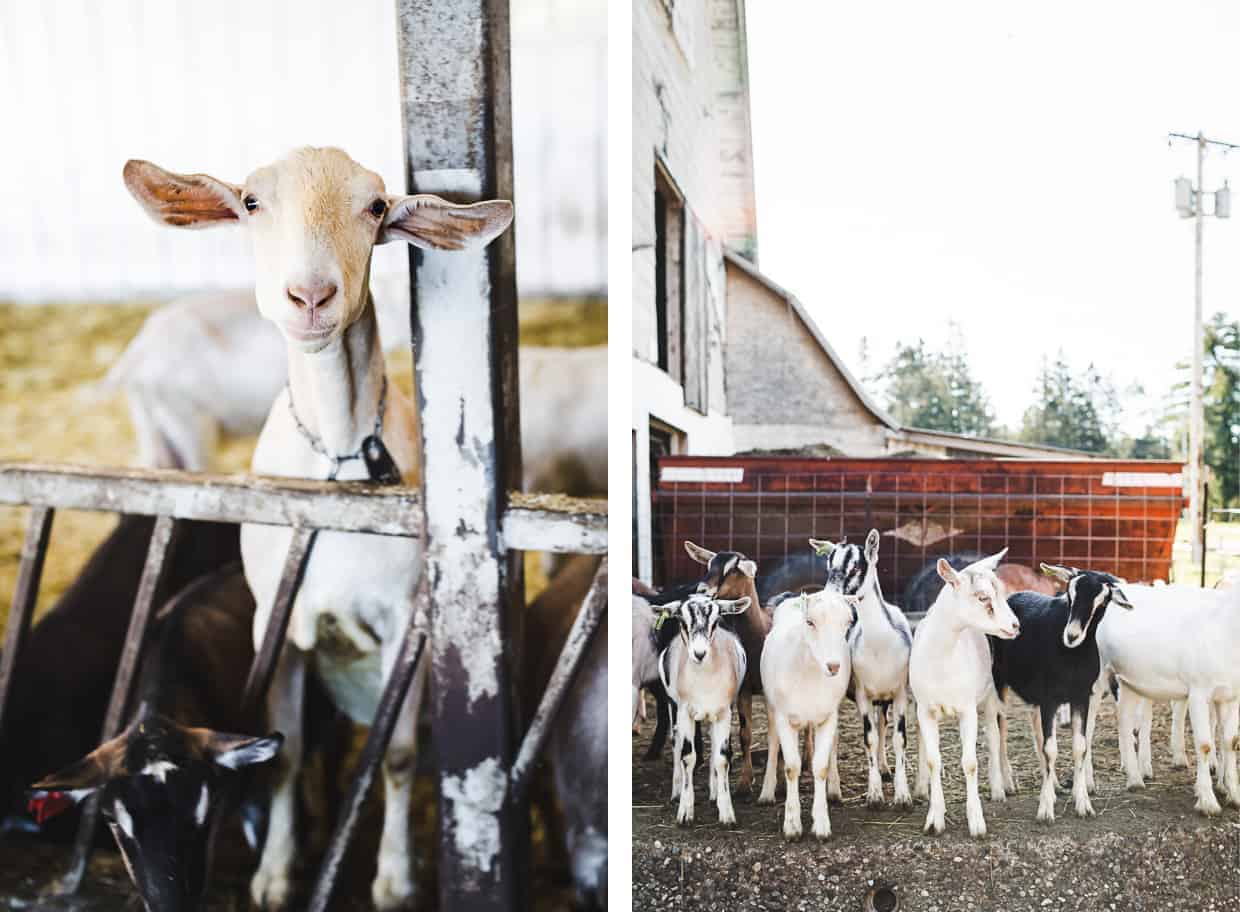 Vermont Creamery Goats