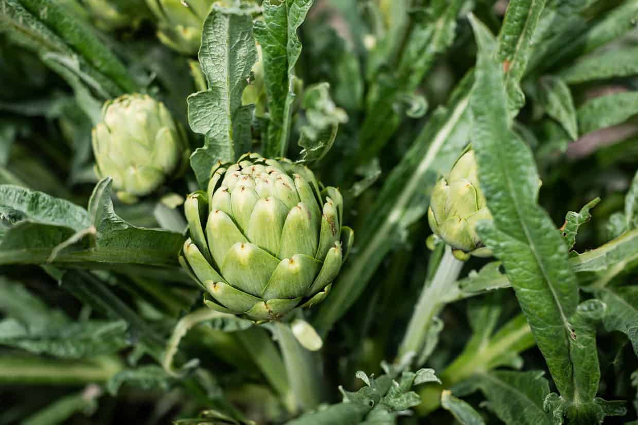 Artichoke Farm