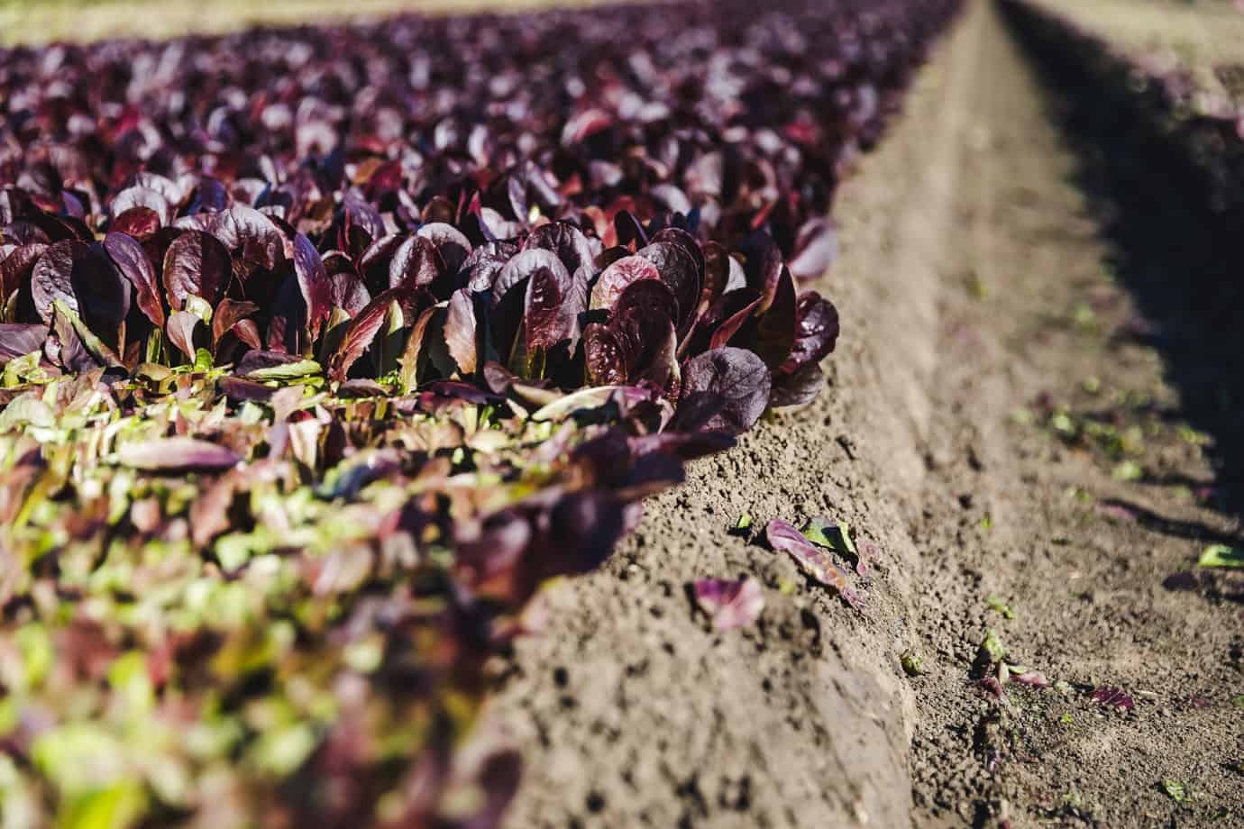 Earthbound Farms Tour