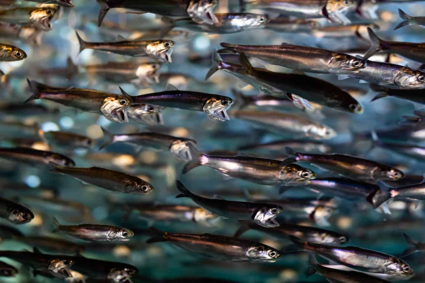 Monterey Bay Aquarium Fish