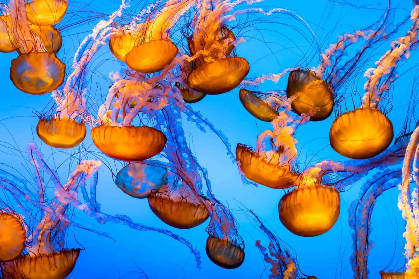 Monterey Bay Aquarium Jellyfish
