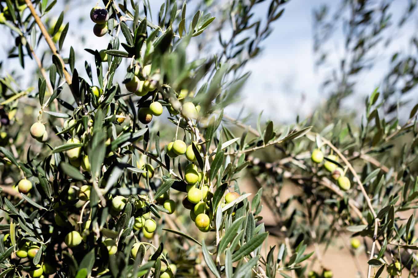 Olive Harvest