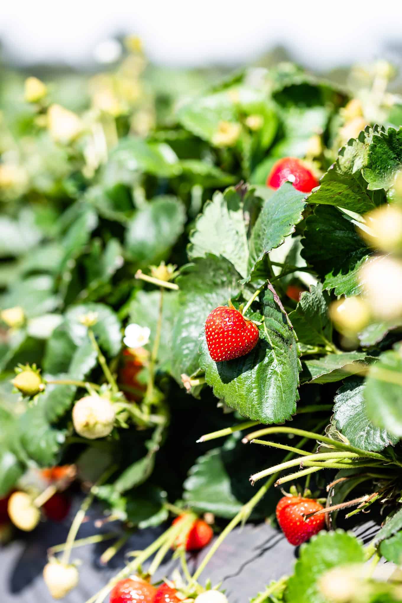 California Strawberry Farm