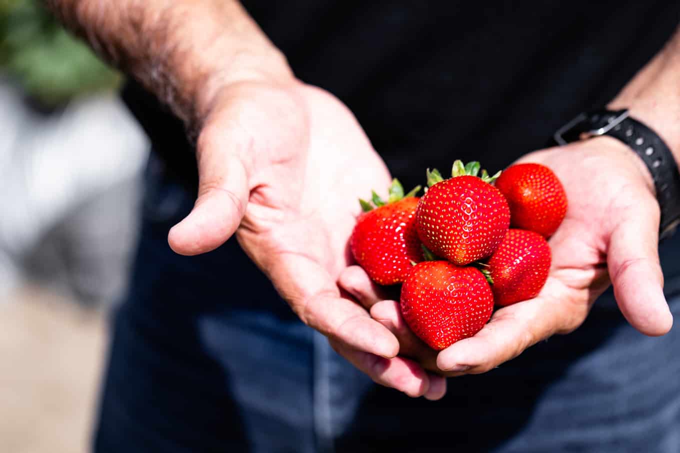 California Strawberry Season