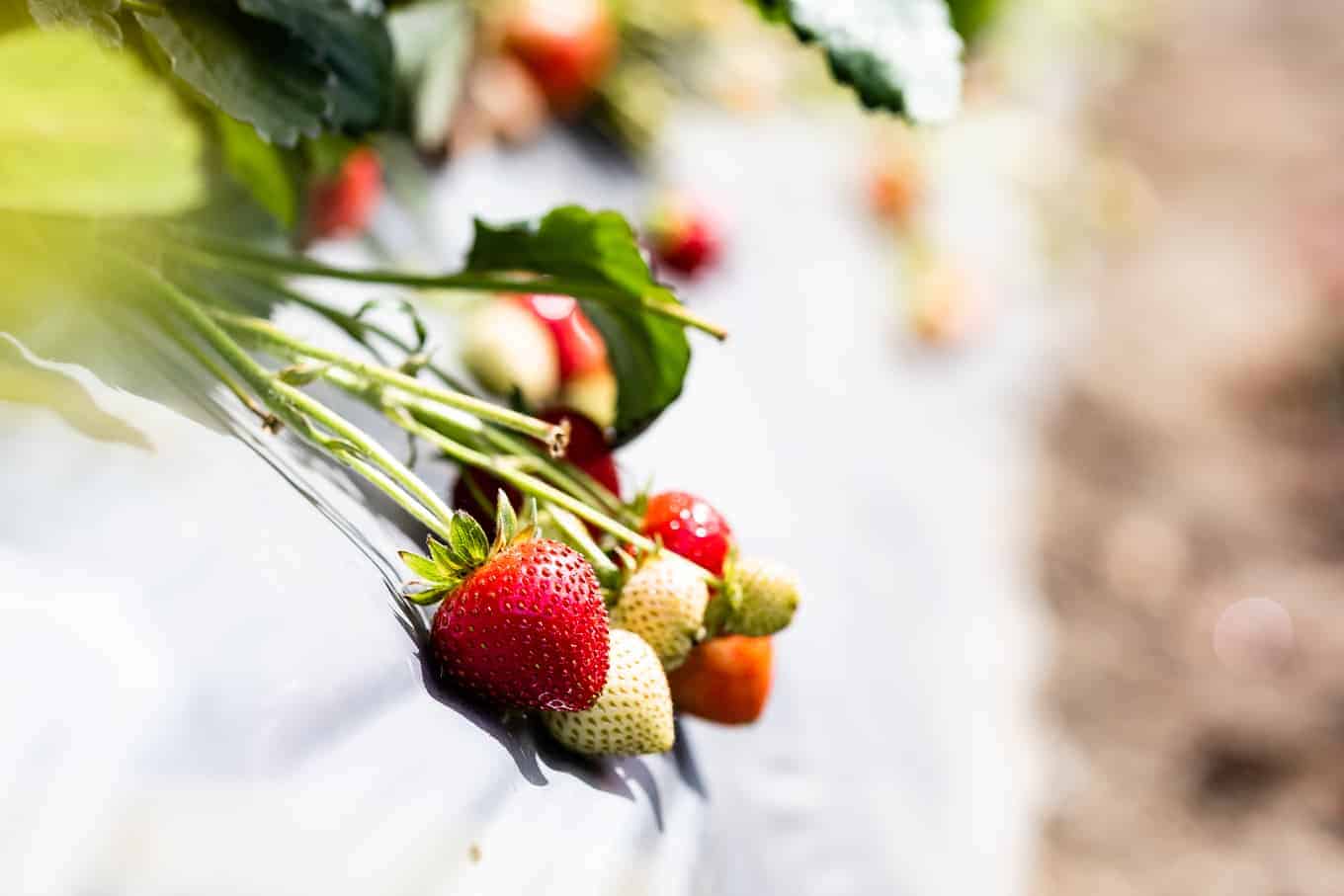 California Strawberries Watsonville