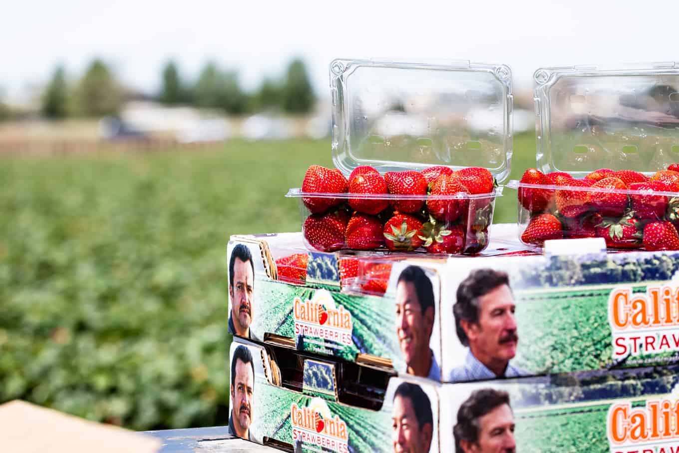 Watsonville California Strawberries